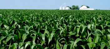 Corn_AdobeStock_94183498 v2